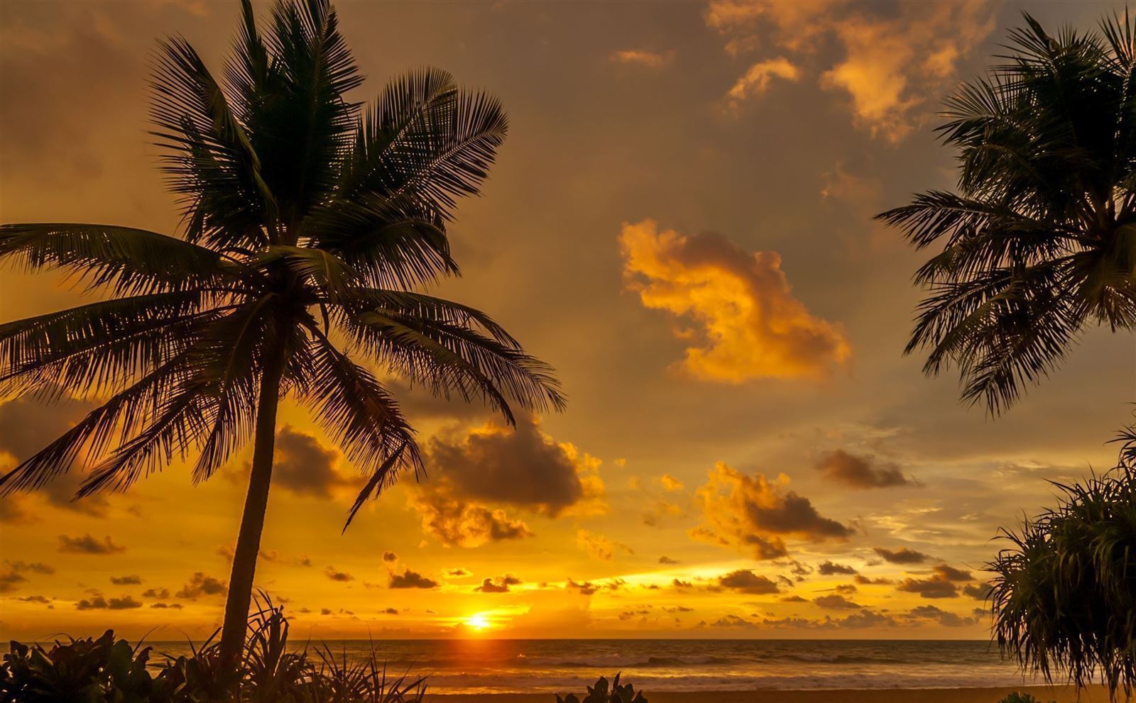 Palmen am Strand von Kalutara